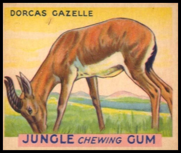 14 Dorcas Gazelle